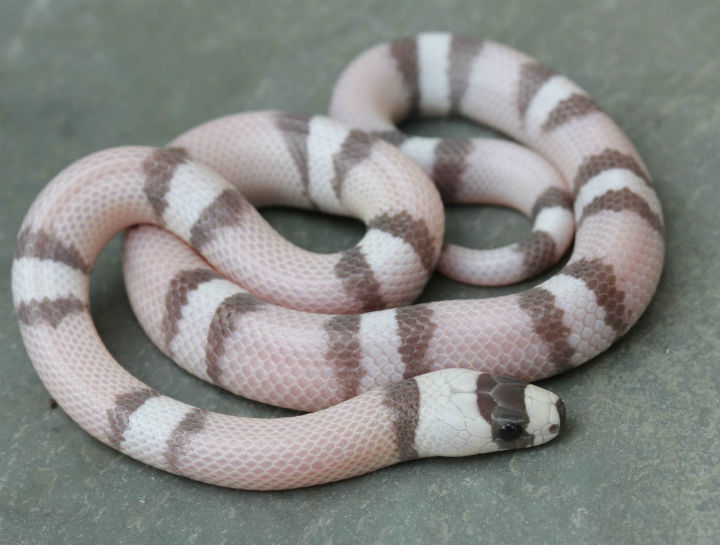 Ghost Honduran Milksnake